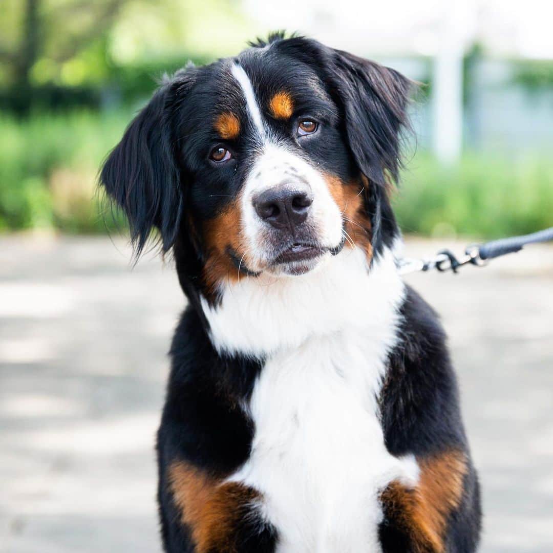 The Dogistさんのインスタグラム写真 - (The DogistInstagram)「Frankenstein, Bernese Mountain Dog (13 m/o), Justice Gilbert Ramirez Park, Brooklyn, NY • “He’s scared to eat out of his bowl because it makes a noise, so we have to hand feed him.” @frankensteintheberner」7月22日 8時54分 - thedogist