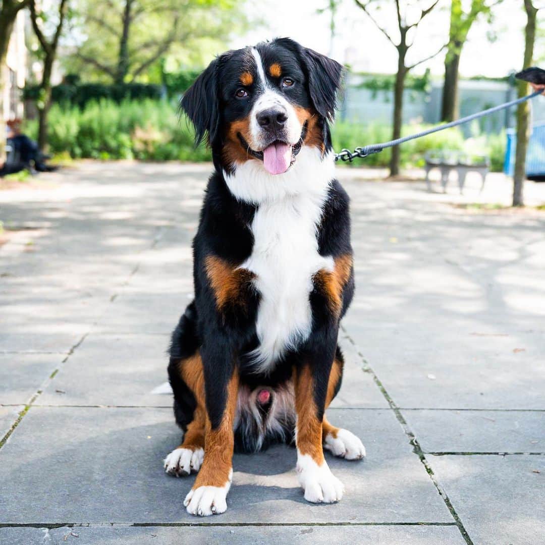 The Dogistさんのインスタグラム写真 - (The DogistInstagram)「Frankenstein, Bernese Mountain Dog (13 m/o), Justice Gilbert Ramirez Park, Brooklyn, NY • “He’s scared to eat out of his bowl because it makes a noise, so we have to hand feed him.” @frankensteintheberner」7月22日 8時54分 - thedogist