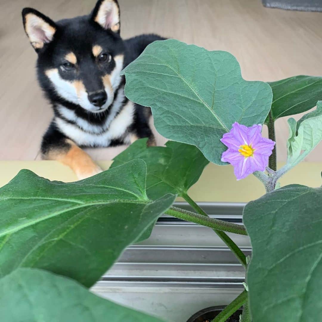のインスタグラム：「ナスのお花が咲きました かわいい💜  #tokyostyle #gardening #eggplanet #flower #blooming #nature #ohayo #mameshiba #puppy #socute  #ベランダ菜園 #ガーデニング #なすの花 #豆柴 #早起き #カイくん #7ヶ月」