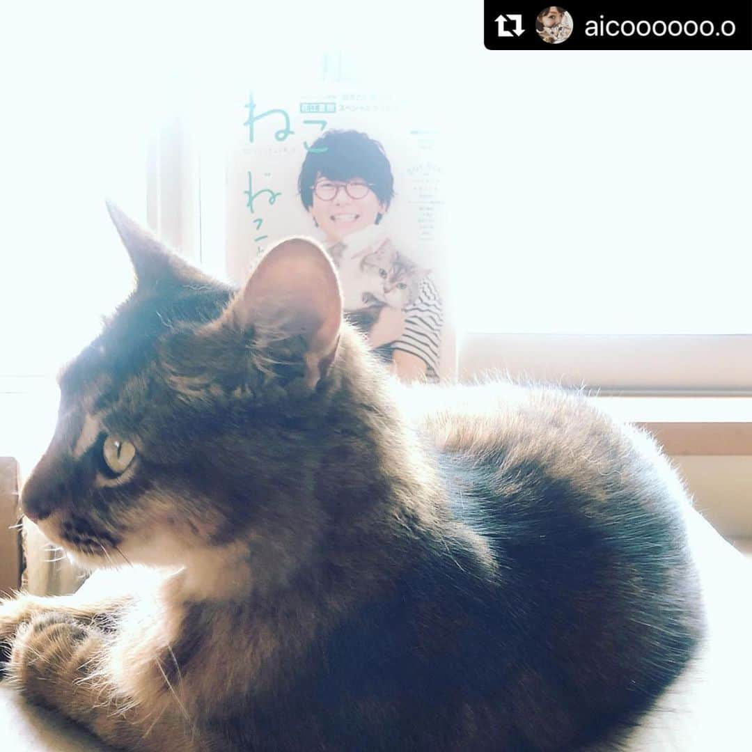 ねこのインスタグラム