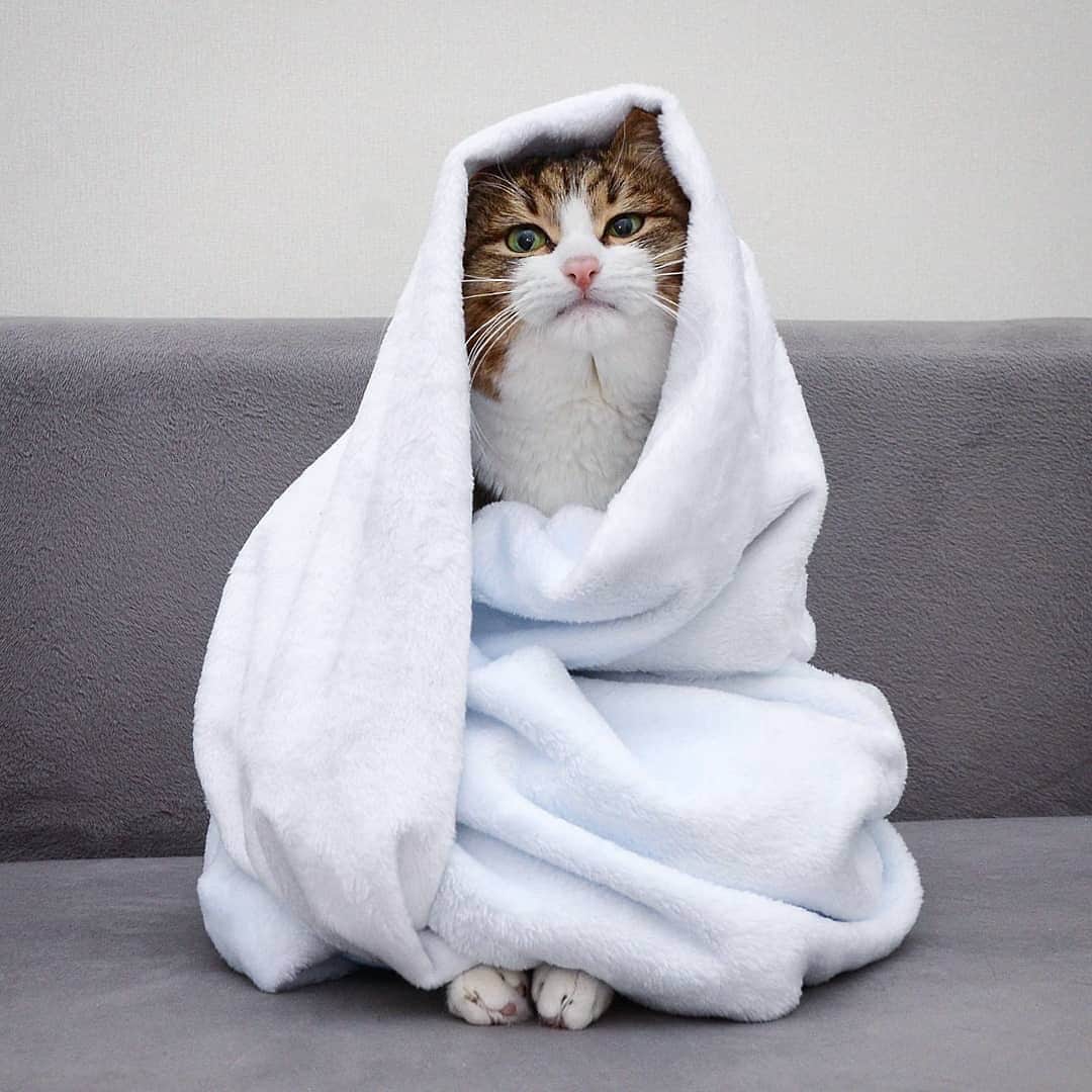 Cats of Instagramさんのインスタグラム写真 - (Cats of InstagramInstagram)「From @rexiecat: “Rexie: I didn't choose the snug life. The snug life chose me 😼” #catsofinstagram」7月22日 10時03分 - cats_of_instagram