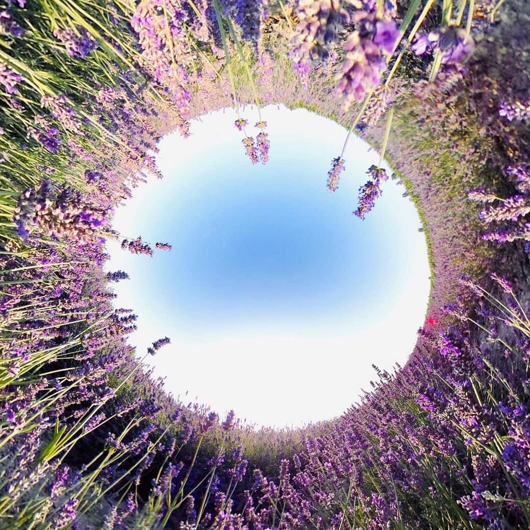 Official RICOH THETAさんのインスタグラム写真 - (Official RICOH THETAInstagram)「Happy Tuesday, everyone! Swipe left to see the field of lavender in 360😊 . . 📷 @nicolosimonetti  His interview is in our highlight “Article”. #theta360 #lifein360 #bugseyeview #lavenderfields #italy #360animation」7月22日 10時22分 - theta360official