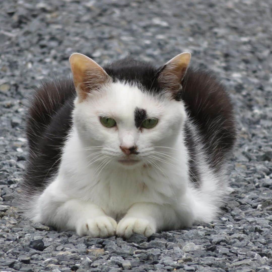 Kachimo Yoshimatsuさんのインスタグラム写真 - (Kachimo YoshimatsuInstagram)「今朝、出勤中に見かけた可愛い子。 たぶんお母さん猫。 可愛いなあ。 #そとの猫ら #ココシバ　#猫 #ねこ #cat #ネコ #catstagram #ネコ部 http://kachimo.exblog.jp」7月22日 10時18分 - kachimo