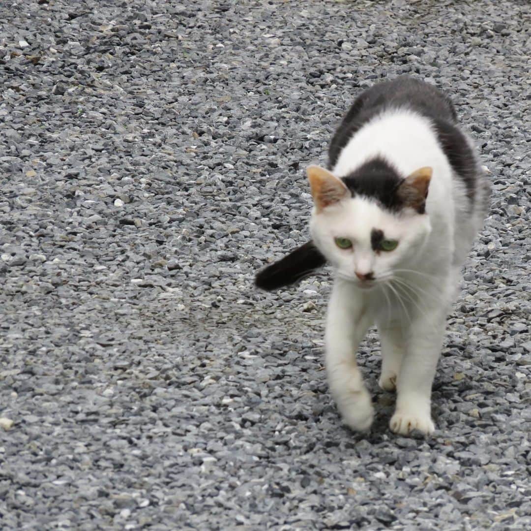 Kachimo Yoshimatsuさんのインスタグラム写真 - (Kachimo YoshimatsuInstagram)「今朝、出勤中に見かけた可愛い子。 たぶんお母さん猫。 可愛いなあ。 #そとの猫ら #ココシバ　#猫 #ねこ #cat #ネコ #catstagram #ネコ部 http://kachimo.exblog.jp」7月22日 10時18分 - kachimo