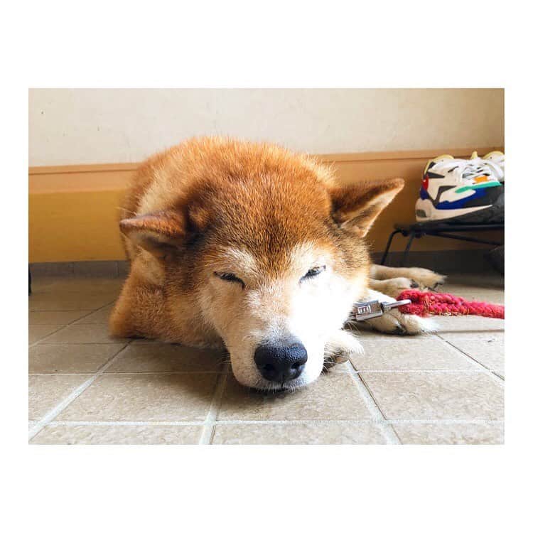 黒沢あすかさんのインスタグラム写真 - (黒沢あすかInstagram)「・ ・ ・ うちに来てから様々な暑さ対策グッズを買ってきたけど、警戒するポチ。 ・ ココがいいのね。  #今日のポチ  #元保護犬  #おじぃちゃん犬🐶  #黒沢あすか」7月22日 10時21分 - kurosawa_asuka_official