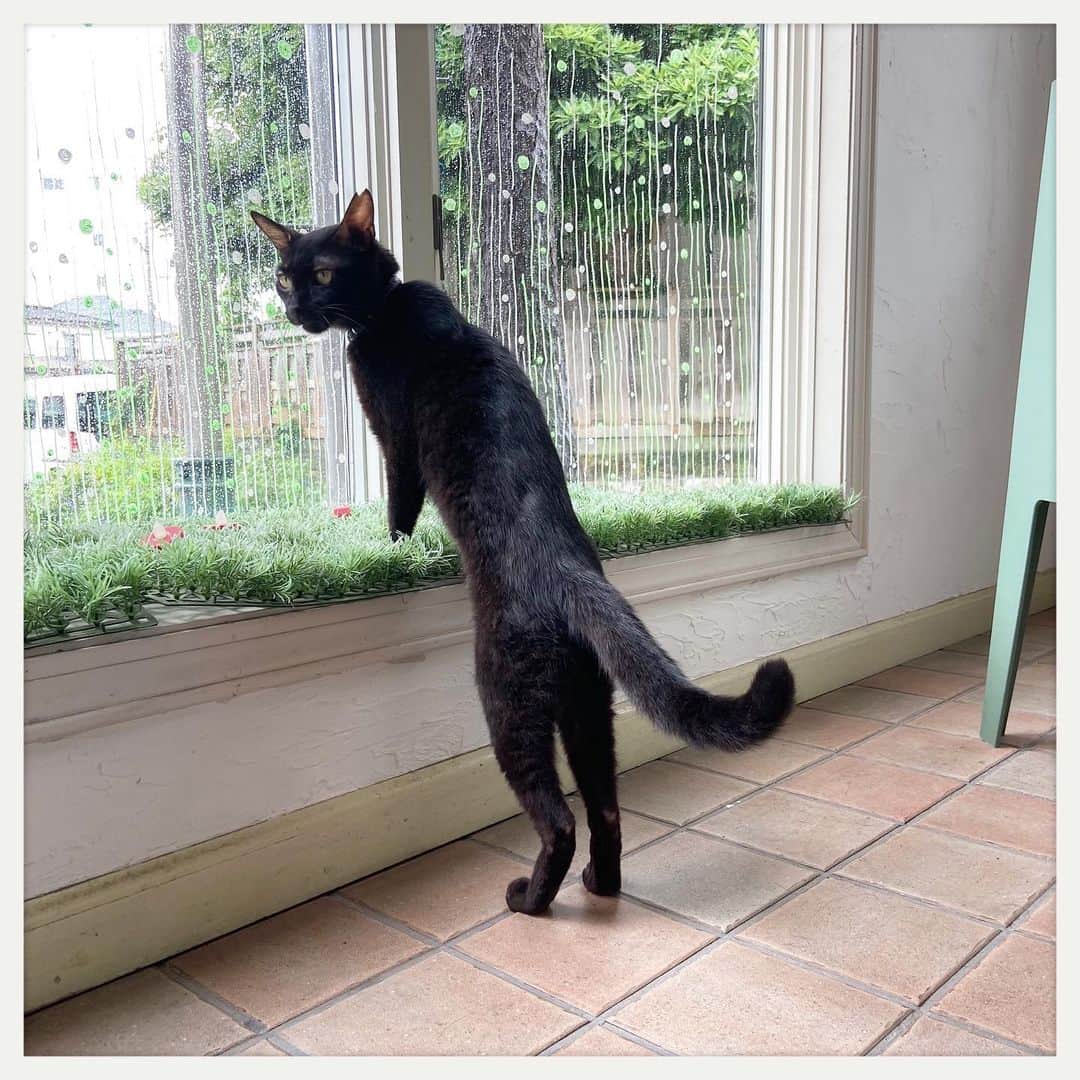 kumikoのインスタグラム：「古巣で雨宿りクロちゃん。」