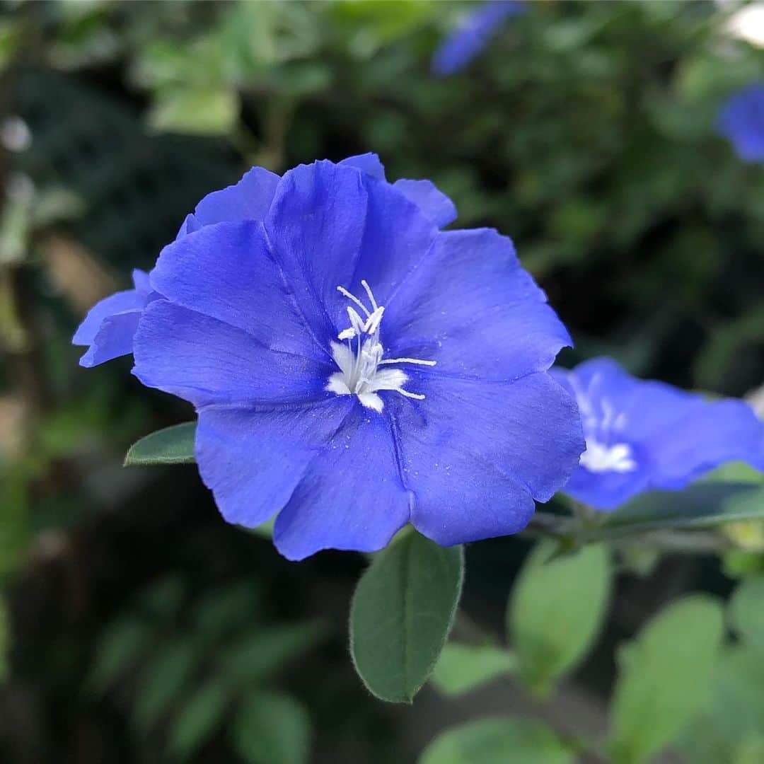 雨月衣のインスタグラム：「アメリカンブルーの花芯がかわいい。小さい朝顔のように毎朝咲いて夕方しぼむ。」