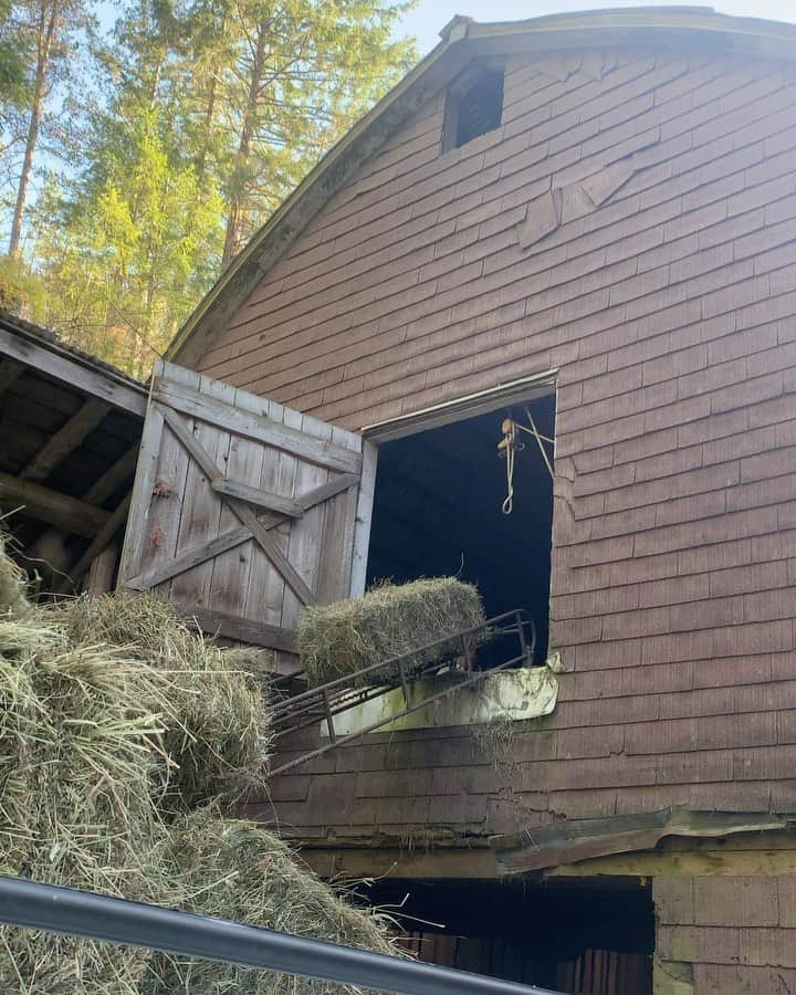 のインスタグラム：「Haying.  the activity of mowing and drying grass to make hay. ♥️」