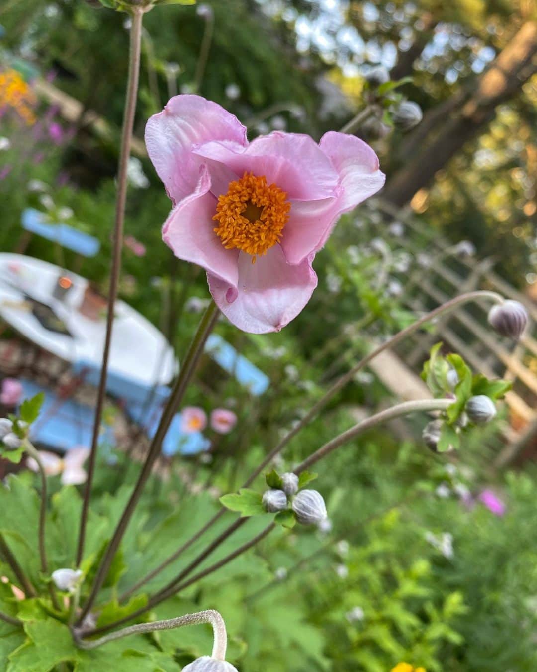 クリスティ・ブリンクリーさんのインスタグラム写真 - (クリスティ・ブリンクリーInstagram)「Summery Day in the Garden.  🌱🌸🌼🌻🐝🐓🍇🍆🍅🥬」7月22日 11時36分 - christiebrinkley