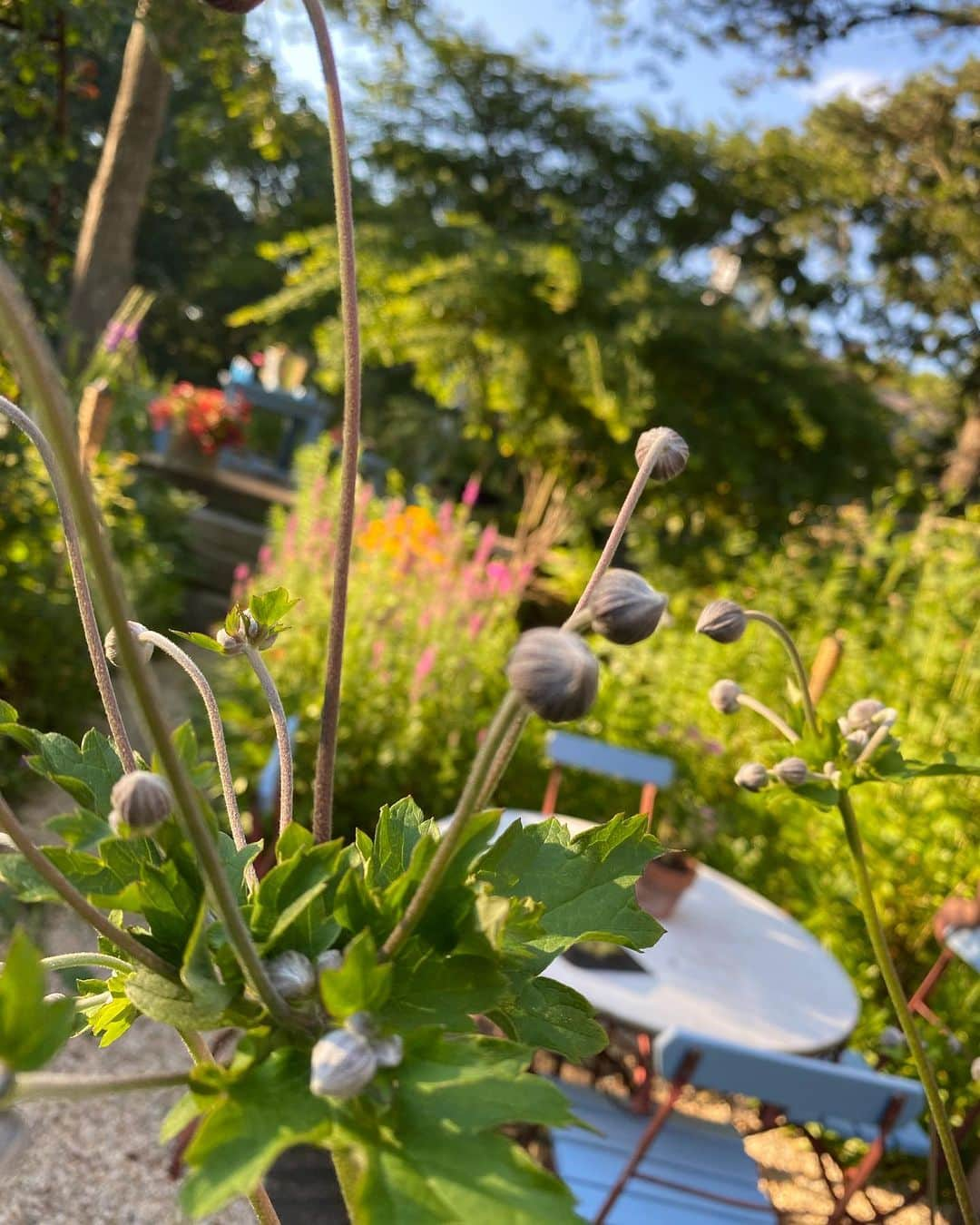 クリスティ・ブリンクリーさんのインスタグラム写真 - (クリスティ・ブリンクリーInstagram)「Summery Day in the Garden.  🌱🌸🌼🌻🐝🐓🍇🍆🍅🥬」7月22日 11時36分 - christiebrinkley