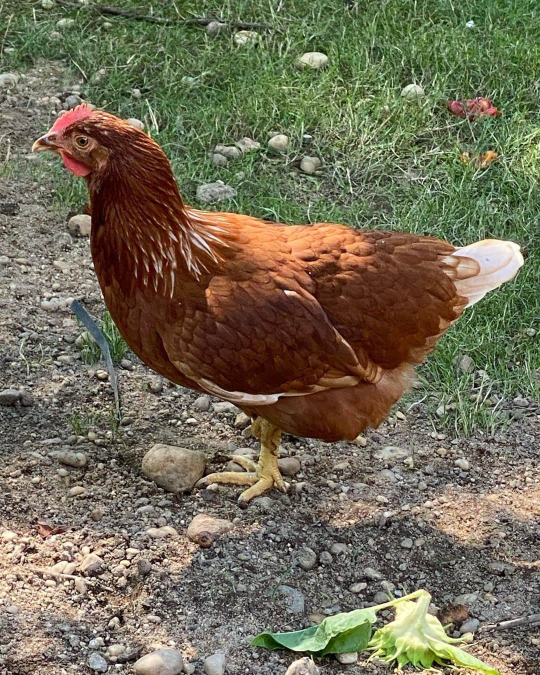 クリスティ・ブリンクリーさんのインスタグラム写真 - (クリスティ・ブリンクリーInstagram)「Summery Day in the Garden.  🌱🌸🌼🌻🐝🐓🍇🍆🍅🥬」7月22日 11時36分 - christiebrinkley