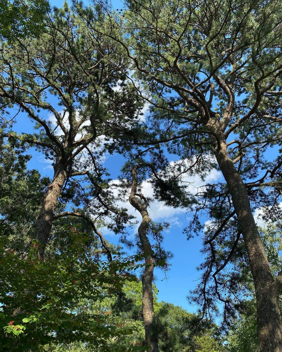 クリスティ・ブリンクリーさんのインスタグラム写真 - (クリスティ・ブリンクリーInstagram)「Summery Day in the Garden.  🌱🌸🌼🌻🐝🐓🍇🍆🍅🥬」7月22日 11時36分 - christiebrinkley