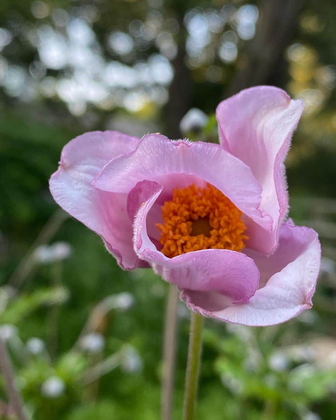 クリスティ・ブリンクリーさんのインスタグラム写真 - (クリスティ・ブリンクリーInstagram)「Summery Day in the Garden.  🌱🌸🌼🌻🐝🐓🍇🍆🍅🥬」7月22日 11時36分 - christiebrinkley