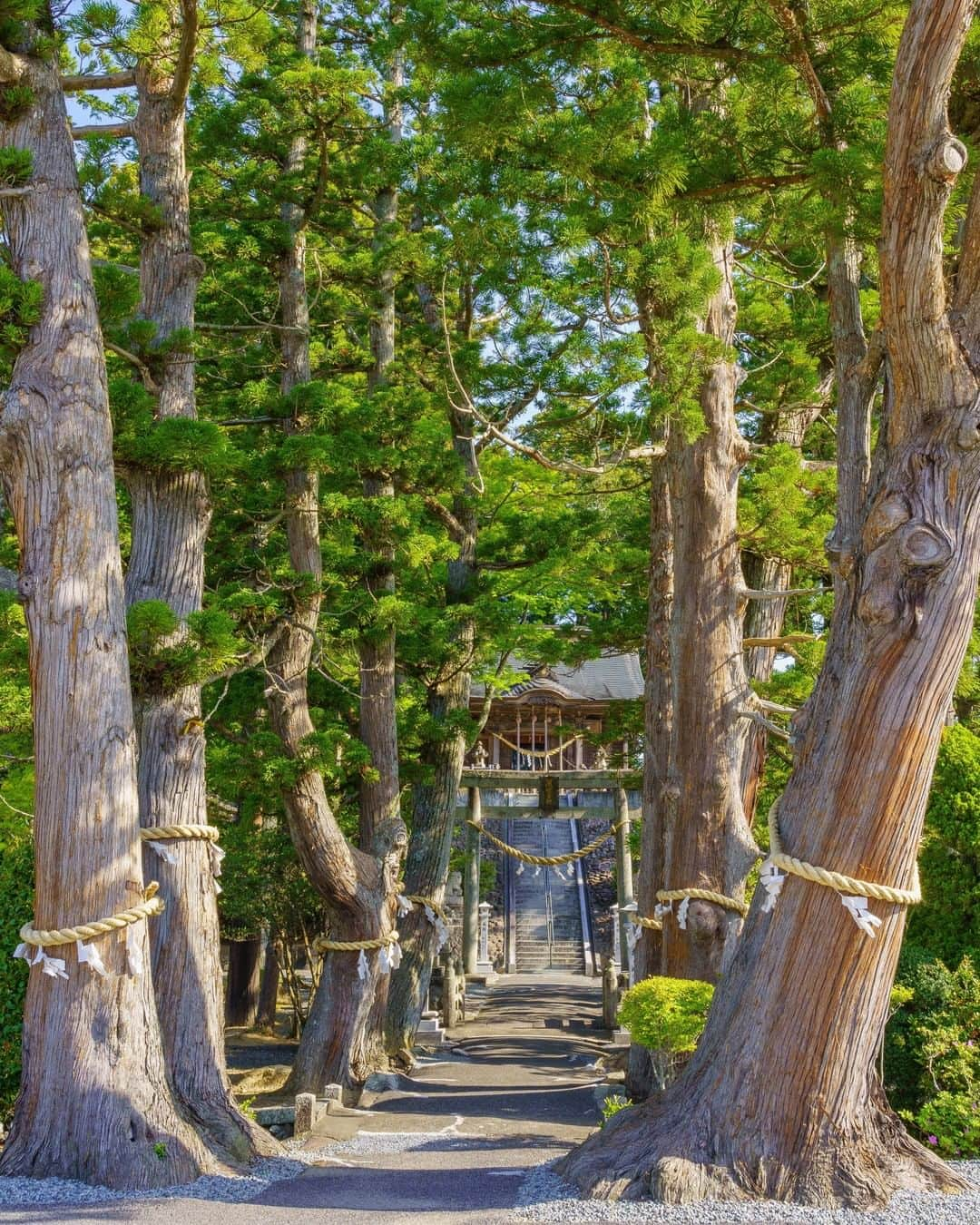 福島県さんのインスタグラム写真 - (福島県Instagram)「【荒ぶる魂宿る】  ここは中村藩相馬氏の氏神。この季節、海の方角から差し込む朝の光が、一層力強く厳かに神社と参道を照らし出します。  #相馬太田神社 #南相馬市 #相双地方 #福島県  #minamisomacity #fukushima  #traveljapan  #futurefromfukushima  #ふくしまからはじめよう  #新しい生活様式からはじめよう」7月22日 17時18分 - realize_fukushima