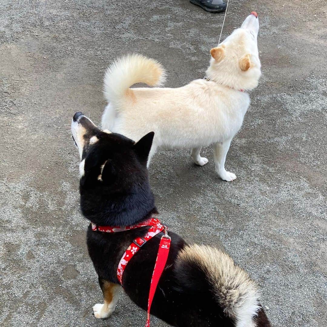 vo_coのインスタグラム：「🐕🐕 それぞれの飼い主の思惑とは別の方向しか向きたくない黒い女子8歳と白い女子5歳 * #あおちゃんHappyBirthday #shibastagram #instashiba #shiba #shibainu #黒柴 #柴犬」