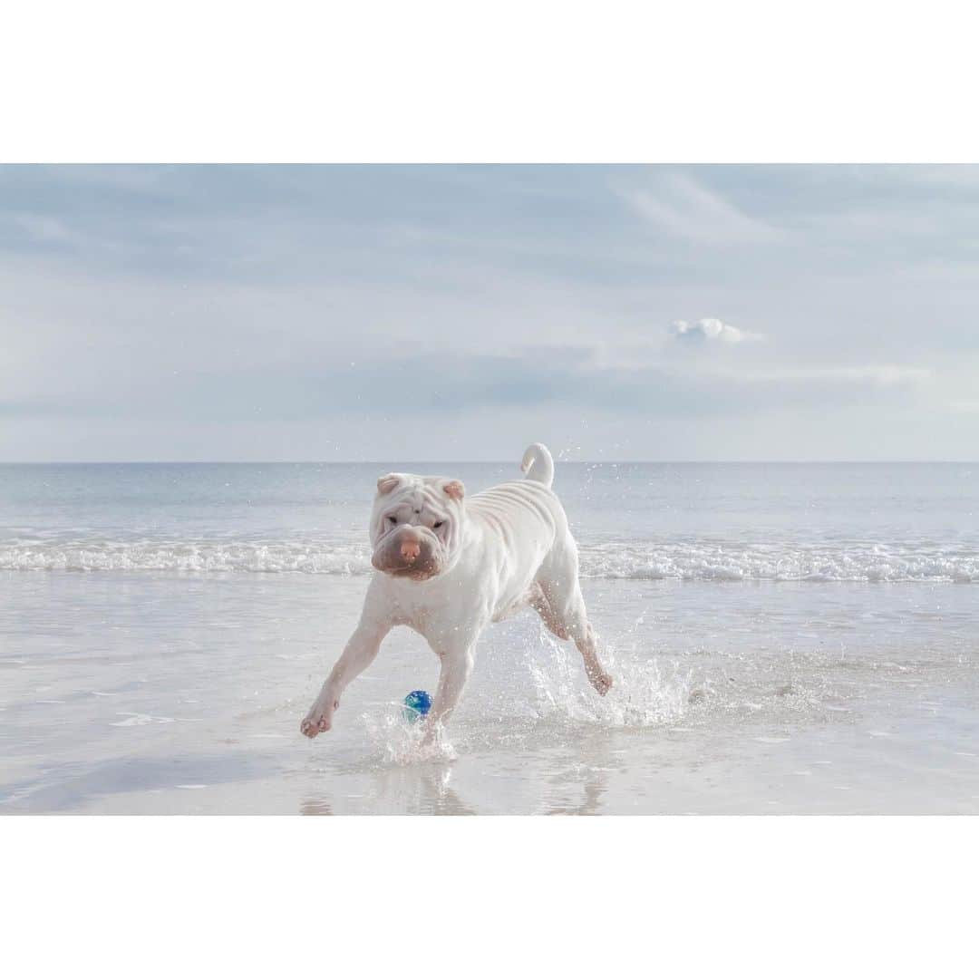 annie&pADdinGtoNさんのインスタグラム写真 - (annie&pADdinGtoNInstagram)「We’ve got the midweek sillies!! #happywednesday #love #lamby #beachlife #dogsatthebeach #happy #sharpei #sharpeisofinstagram #waterdog #instagood #sharpeiworld #dog #dogs #doggo #dogsofinstagram #tasmania #waterbaby #instadaily #weeklyfluff #doglover #ilovemydog #iloveyoutothemoonandback」7月22日 12時22分 - anniepaddington