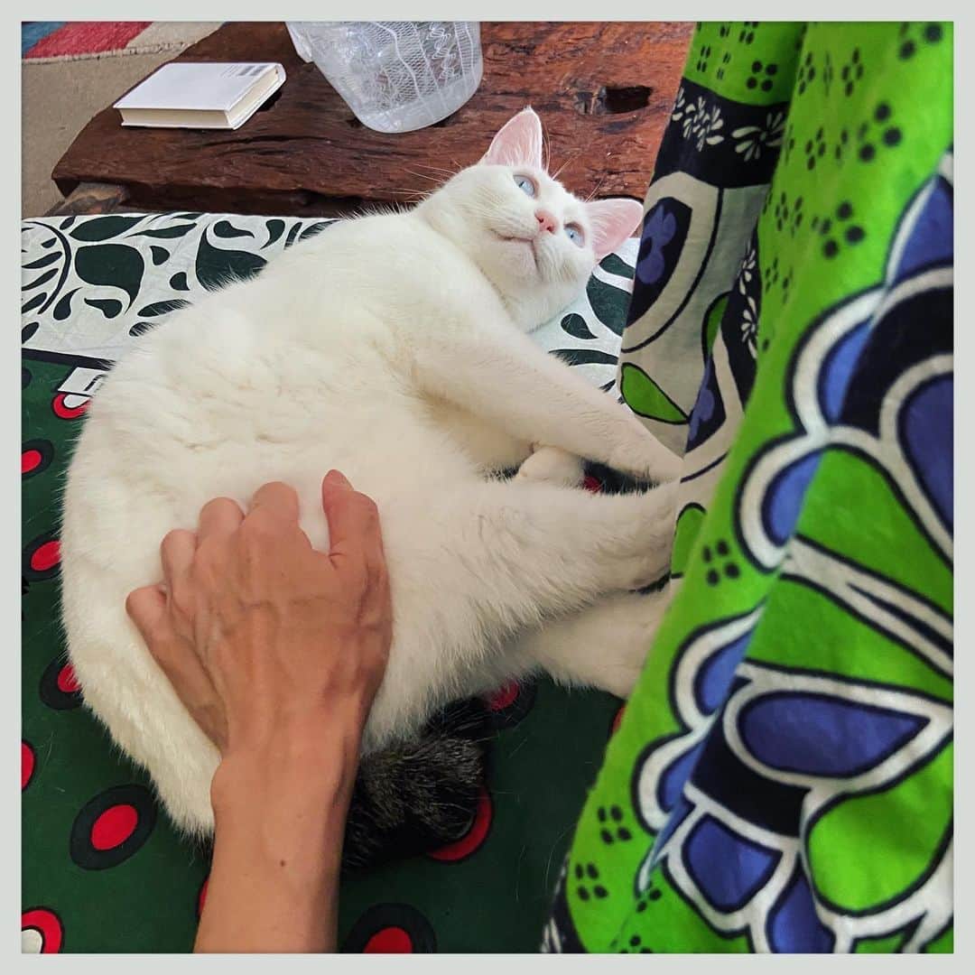 kumikoのインスタグラム：「高度な甘ったれスキルを身に付けたお方。」