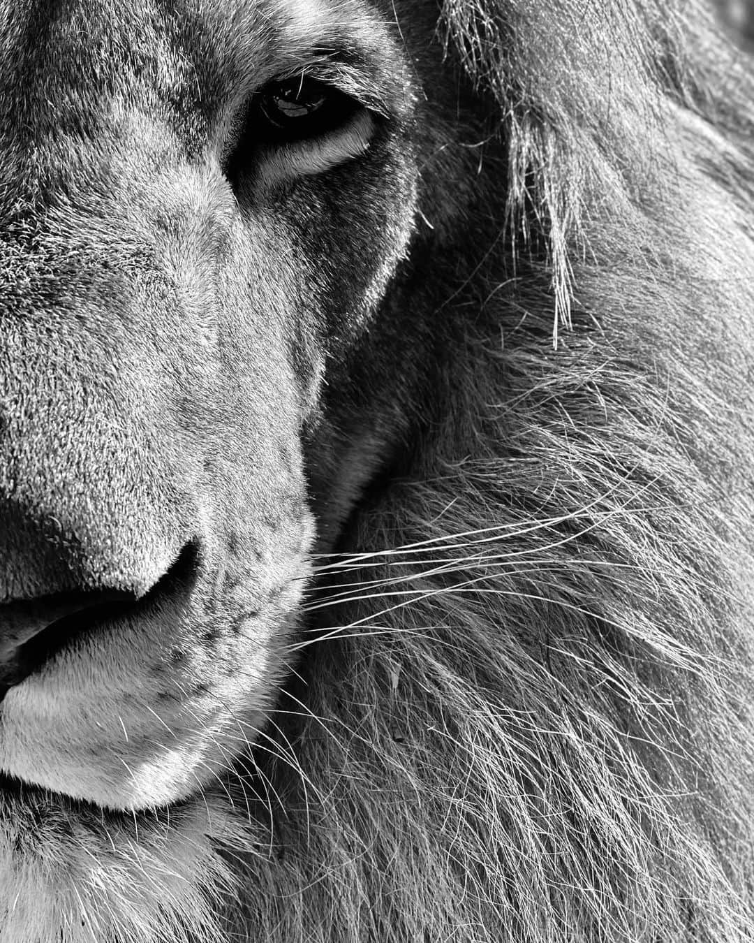 Kevin Richardson LionWhisperer さんのインスタグラム写真 - (Kevin Richardson LionWhisperer Instagram)「George says, “𝔹𝕖 𝕤𝕥𝕣𝕠𝕟𝕘 𝕨𝕙𝕖𝕟 𝕪𝕠𝕦 𝕒𝕣𝕖 𝕨𝕖𝕒𝕜, 𝕓𝕣𝕒𝕧𝕖 𝕨𝕙𝕖𝕟 𝕪𝕠𝕦 𝕒𝕣𝕖 𝕤𝕔𝕒𝕣𝕖𝕕 𝕒𝕟𝕕 𝕙𝕦𝕞𝕓𝕝𝕖 𝕨𝕙𝕖𝕟 𝕪𝕠𝕦 𝕒𝕣𝕖 𝕧𝕚𝕔𝕥𝕠𝕣𝕚𝕠𝕦𝕤” Good advice George!  (Real author unknown)」7月22日 13時05分 - lionwhisperersa