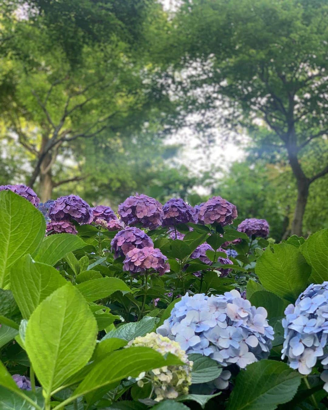 白井ゆかりさんのインスタグラム写真 - (白井ゆかりInstagram)「紫陽花..  少し前に久々に友人と会うことができて、周りの方と距離を保ちながら、写真を撮ってくれました^ ^  色鮮やかな紫陽花、綺麗だったなぁ✨ 2枚目は私が撮りましたよ📸  #紫陽花 #梅雨」7月22日 14時38分 - yukari_shirai625