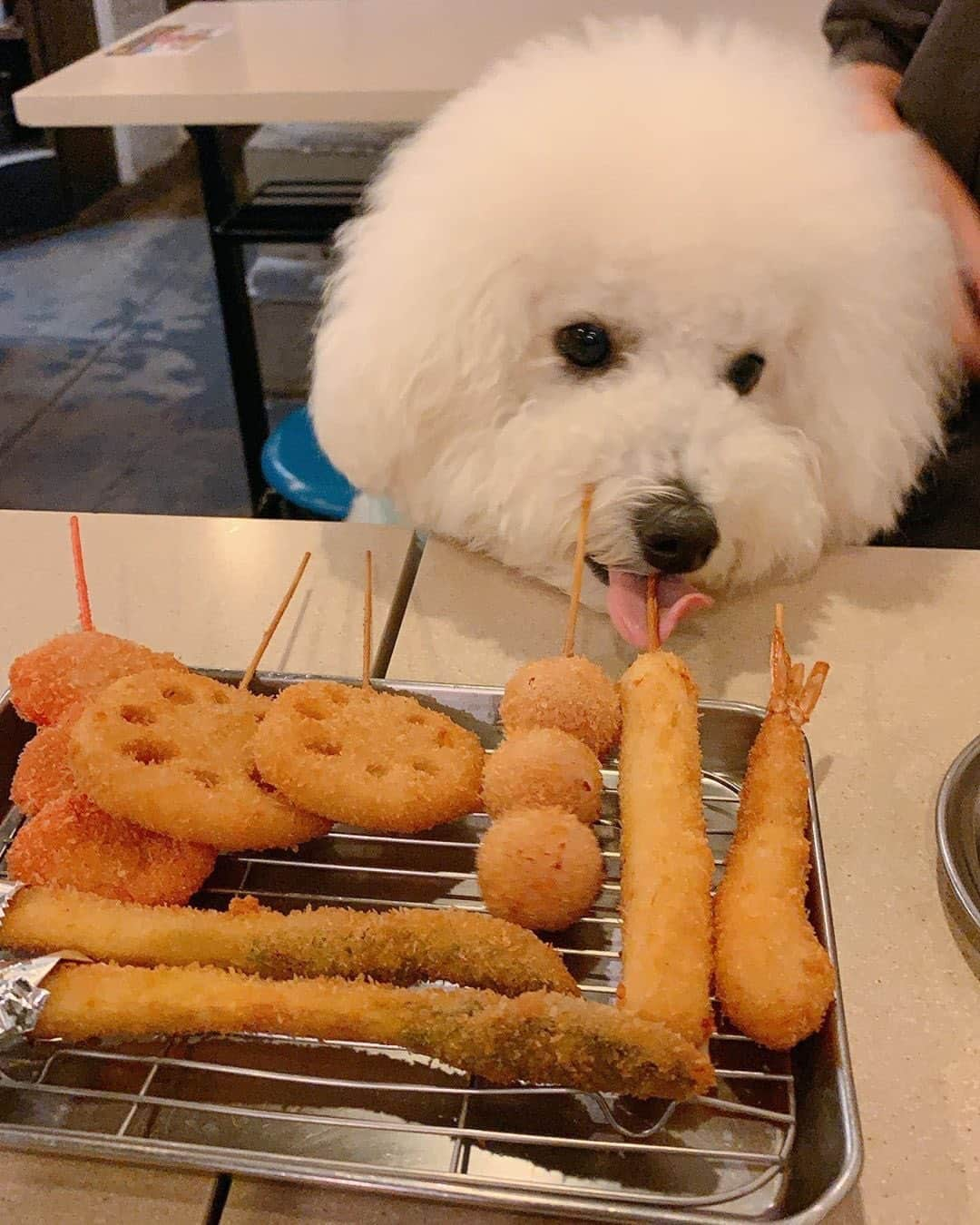 串カツ田中さんのインスタグラム写真 - (串カツ田中Instagram)「https://www.instagram.com/p/CCZkTvljrSR/. @omochi_life_bichon さん より わんちゃんとのご来店ありがとうございます！一緒に来れてうれしそうですね✨ . わんちゃんにも持参したおやつをあげることができますので、ぜひ一緒に来店される際にはご持参ください☆ ※ペット同伴可能店舗についてはHPよりご確認ください。 ----------------------------------------------------- . . 先週、 串カツ田中へ行った時のpic👅 . 最近、わたしが食事してても 静かにできるようになってきました👏 . . . 今日はリモートワークだけど朝から雨だからお散歩行けてない💦 ちょっとやむタイミング見計らって お散歩行きたいなー☔️  . . ----------------------------------------------------- . みなさんも #串カツ宮迫 で投稿してみてくださいね。投稿いただいた素敵なお写真を、串カツ宮迫の公式アカウントでご紹介させていただいております！ . . #串カツ宮迫#串カツ#串カツ田中#2度づけ禁止#揚げたて#大阪伝統の味#大阪グルメ#東京グルメ #福岡グルメ#飯テロ部#グルメ巡り#グルメスタグラム#関西グルメ#名古屋グルメ#ペット可#犬の散歩#犬すたぐらむ#いぬすたくらぶ#イヌ部#犬大好き#犬好きと繋がりたい#安い居酒屋#くしかつ#くしあげ#串あげ#揚げスタグラム#あげもの#で部活#ぐるめすたぐらむ#ペット入店可」7月22日 15時03分 - kushikatsu_tanaka