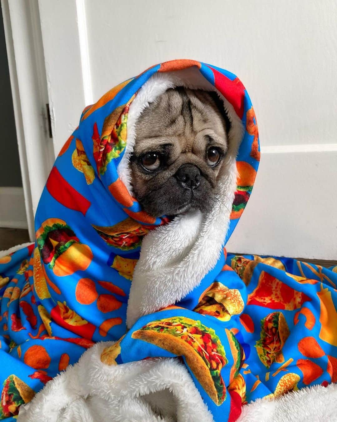 itsdougthepugさんのインスタグラム写真 - (itsdougthepugInstagram)「“When it’s 100 degrees outside but ur freezing in ur house” -Doug」7月23日 0時59分 - itsdougthepug