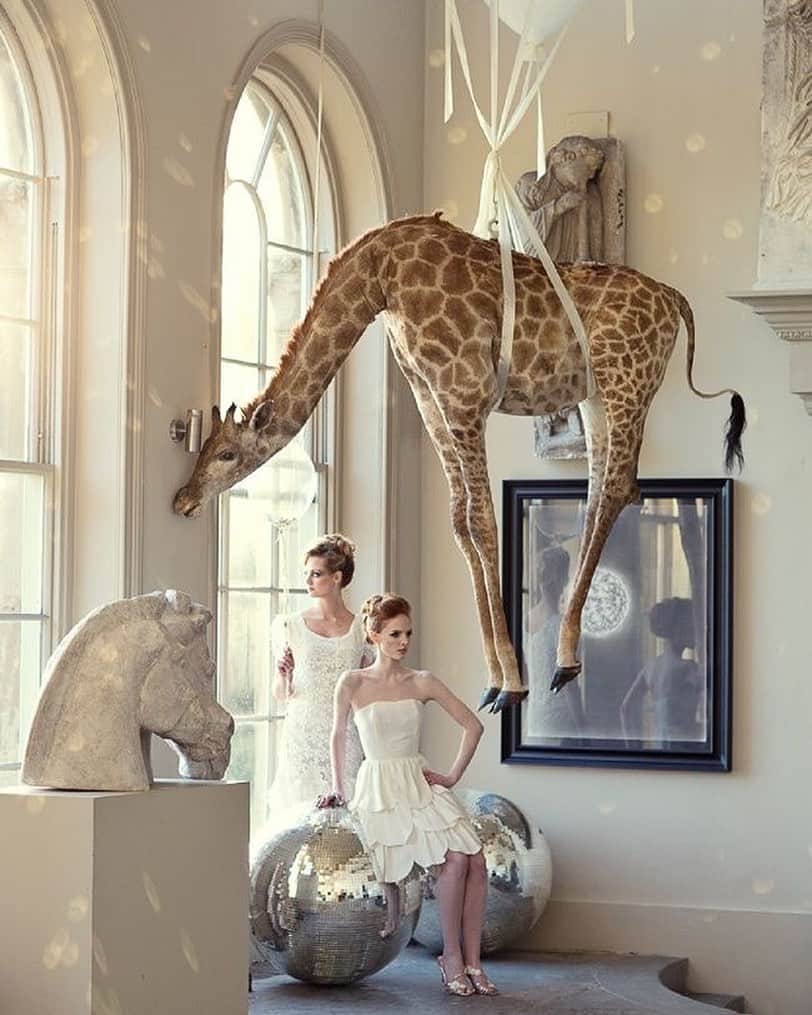 ジル・スチュアートのインスタグラム：「“Is this the real life? Is this just fantasy? Caught in a landslide, no escape from reality”  -Queen . Photograph by Marianne Taylor @mariannetaylor . #queen #mariannetaylor #giraffe #white #whimsical #beauty #fashion #photography #inspiration」