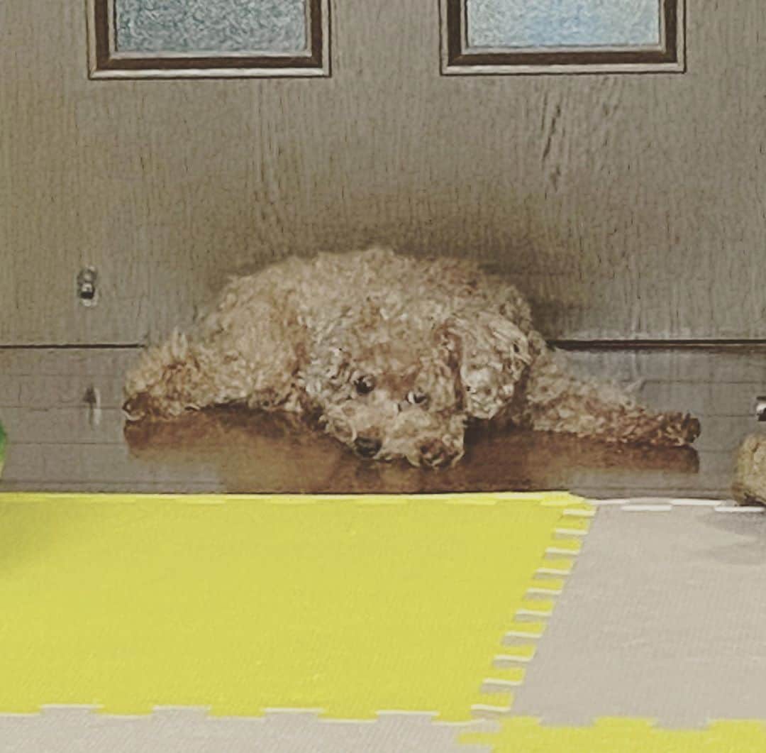 藤井ペイジのインスタグラム：「昼間暑かったから冷んやりした板のとこでくつろぐ愛犬もなか。  #トイプードル」