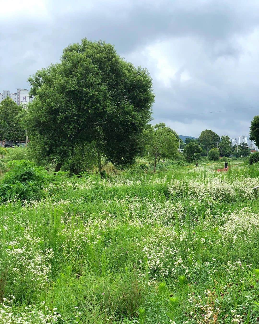 ギモさんのインスタグラム写真 - (ギモInstagram)「매일 걷는 대전천🌳 오늘도 비가 잠시 그친 시간에 나가서 두시간 걷다 왔는데 그 물기 많은 구름 낀 풍경이 너무 예뻐서 몇 걸음 가다 잠깐씩 멈춰가지고 감탄하다 사진으로 담아왔어요. 저는 석교동부터 삼성동 부근까지 다녀오곤 하는데 가는길이 진짜 예뻐요. 비 온 뒤라 풀들이 더욱 생기 넘침..! 제 하루의 힐링 버튼🌿 #daejeon #너모예쁘다 #걷는맛나는산책로 #근데비안올땐더워서거의밤에걸어요ㅎㅎ」7月23日 1時35分 - 1room1cat