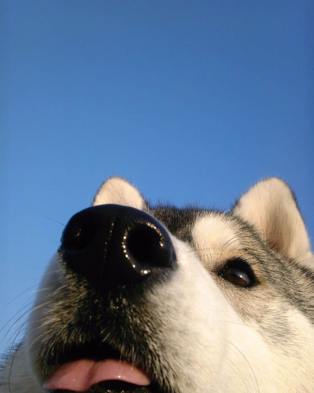 プピプピ文太さんのインスタグラム写真 - (プピプピ文太Instagram)「青空と文ちゃ！お気に入りの写真！ #siberianhusky #husky #dog #シベリアンハスキー　#犬」7月23日 1時37分 - pupipupi_pupipi