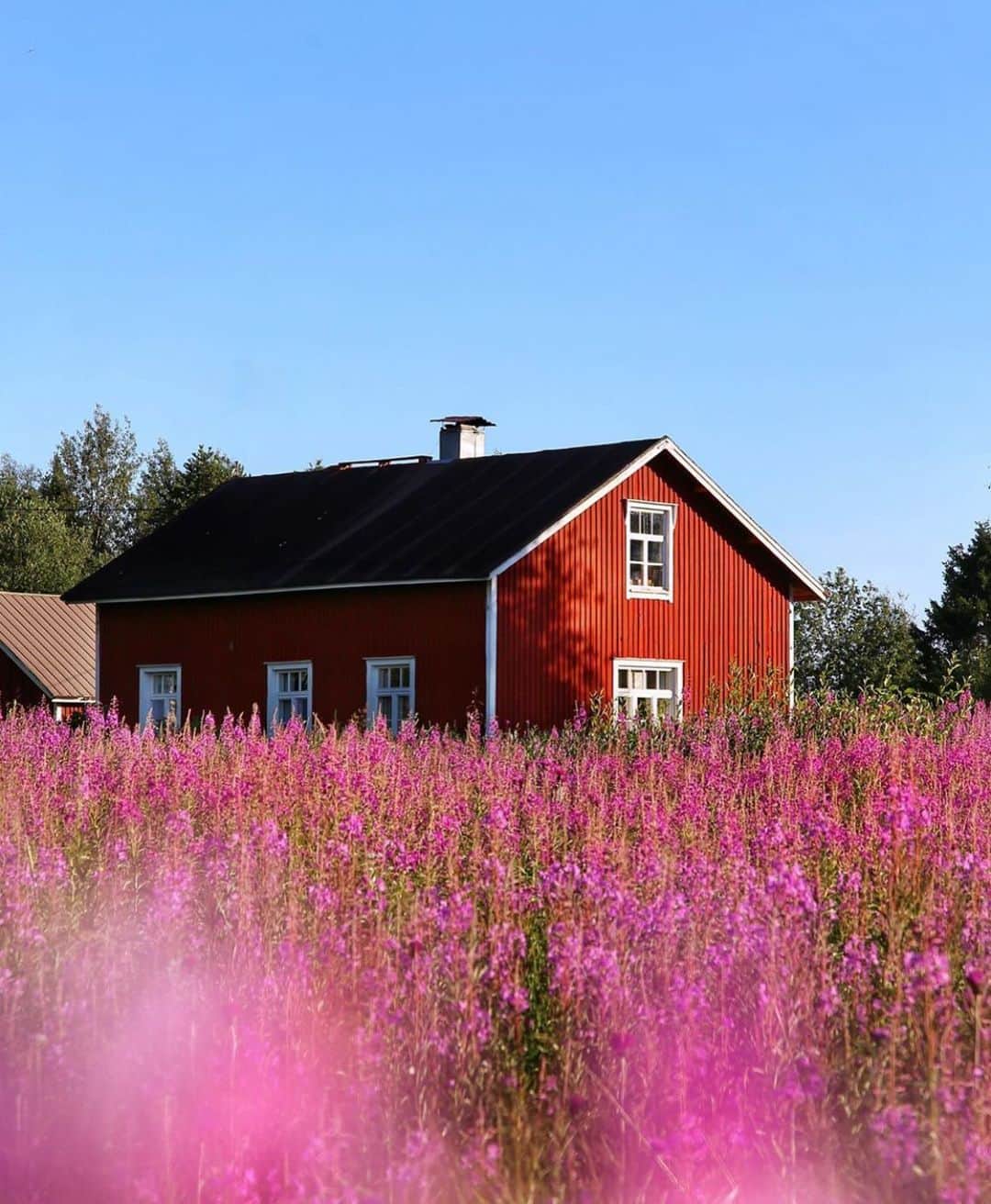 フィンランド政府観光局さんのインスタグラム写真 - (フィンランド政府観光局Instagram)「木造のお家と自然に咲くお花。素朴ですが素敵ですね。🌸🏡 ． @hennamarr さんの写真。Kiitos！」7月23日 1時41分 - visitfinlandjapan