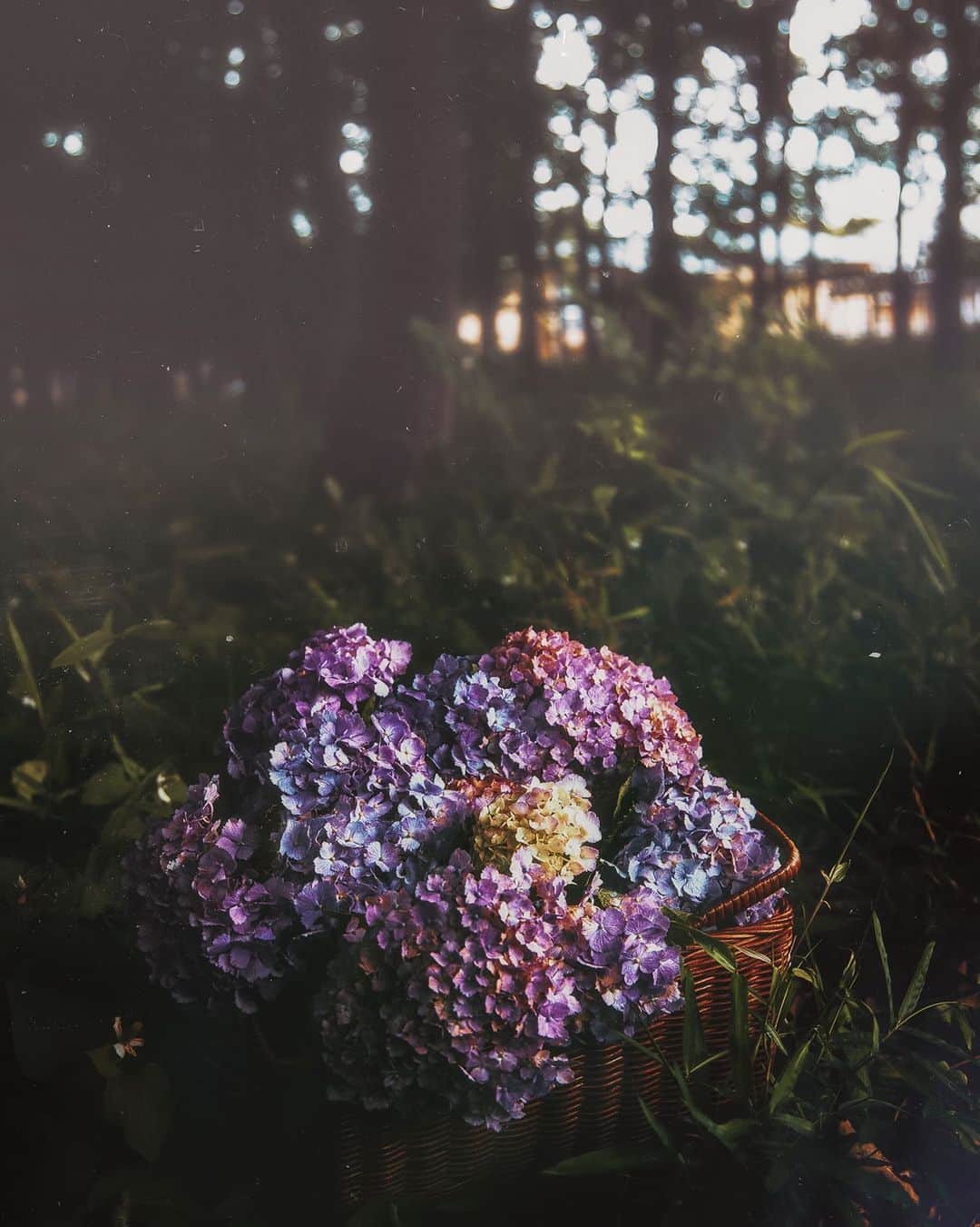 柳澤麻衣のインスタグラム：「Have a nice evening 🍃💜」