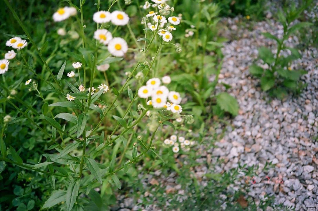 チョン・ソミンさんのインスタグラム写真 - (チョン・ソミンInstagram)「📸 🌼🧡」7月23日 2時06分 - jsomin86