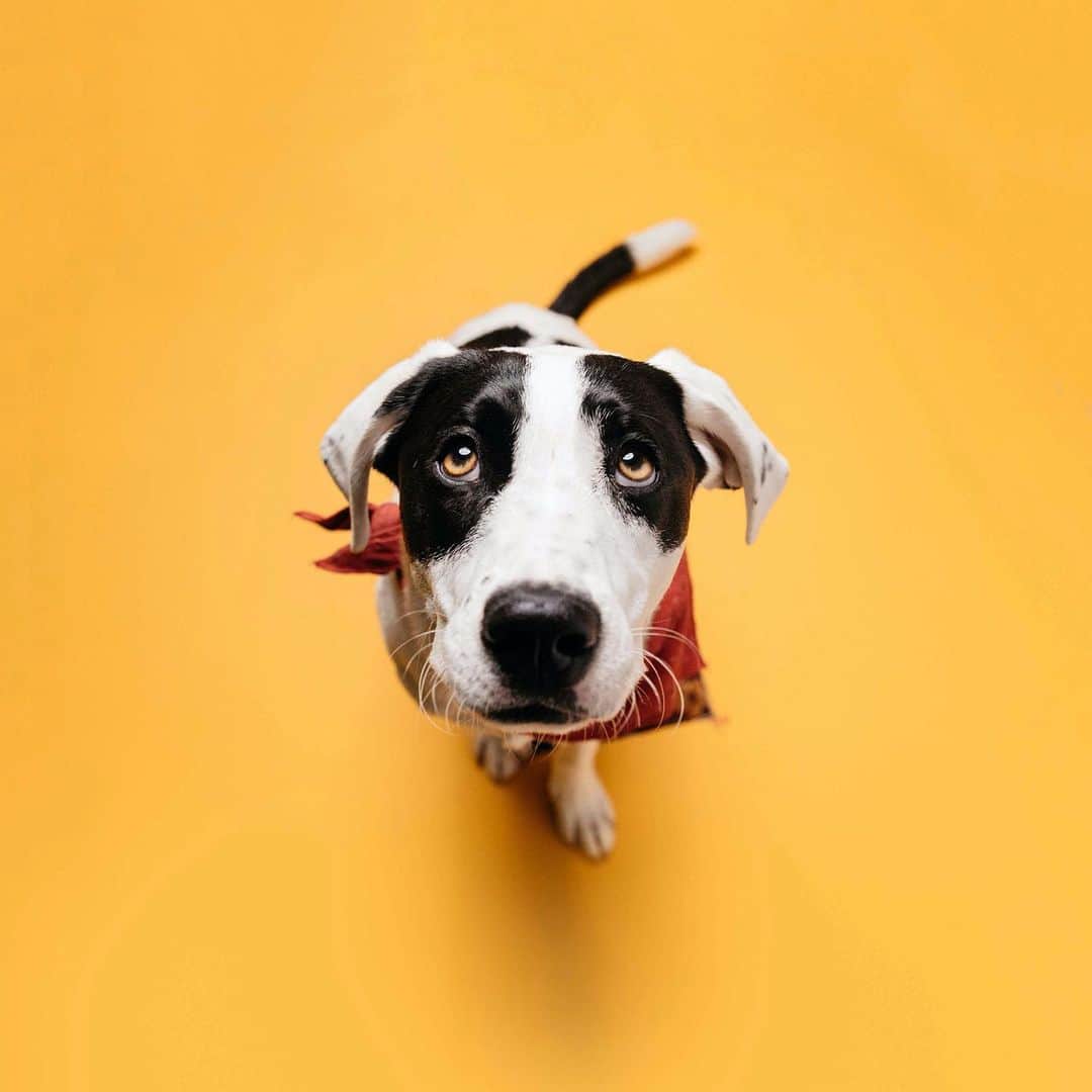 Andrew Knappのインスタグラム：「Edit: didn’t intend to paint the other owner in a bad light. That’s really not what this post was about. Changed a few words to reflect that.  Second edit: I’m sorry I was insensitive about the leash issue! My post was about trauma as that’s what I’d been contemplating. Had I been focussing on leash topic, I would have addressed that differently.   I was walking a trail a few months ago and Boo ran towards a reactive dog. The owner pulled him back and kicked Boo away, screaming at me and him, which was the right reaction to have in his situation. I yelled back out of confusion and frustration and gathered Momo and Boo. The guy told me his dog is aggressive and I should leash my dogs. The trail was  typically off leash but someone had made a new sign to reflect the increased traffic due to covid. I was wrong for having the dogs off leash! All that said, lesson learned, and PSA: leash your dogs in on-leash areas!  Regardless of this situation, I thought a lot about trauma.  A lot of my training with Boo was making sure he didn’t get into any serious scraps at a young age. So far I’ve been lucky. I’ve watched other dogs as one bad occurrence creates triggers, which become incredibly difficult to unlearn. The same applies for people. The stuff our parents didn’t deal with and basically handed down to us. The stuff we need to deal with or we’ll unwillingly pass it down to our next generations. The stuff that embodies itself in eating habits, in addictive patterns, in ignorance and escapism, in treating ourselves and others poorly. It’s endless how much we could learn from our dogs. Their innocence allows us unpretentious observations on behaviour. And they don’t know about social media. Thank dog they don’t know about social media.  Anyways here’s some photos of Momo and Boo on a yellow background I’ve been shooting for the new kid’s book. 🌞」