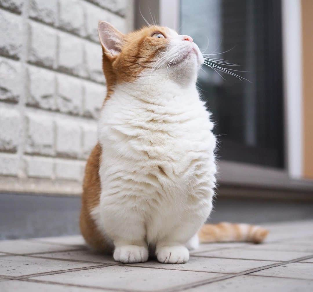 茶太郎 & きなこさんのインスタグラム写真 - (茶太郎 & きなこInstagram)「早く梅雨明け☀️しないかにゃ😽 I want the rainy season over soon😽☔️ #お日様浴びたいにゃ #梅雨明けしたら短足兄妹お風呂入るにゃ #マンチカン#猫#munchkin #cat#catstagram #amazing#ねこ#茶トラ#短足#catsofinstagram#excellent_cats#9gag#cats_of_world_#instacat_meows#bestcats_oftheworld#catsofig#instacat#cats_of_instagram」7月22日 18時05分 - amaccho5160