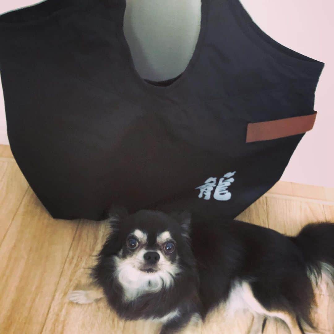 櫻井リヤのインスタグラム：「籠の買い物鞄が届いたよ。使いやすいサイズ！手ぬぐいも素敵 スマホを構えると写りにくる犬 #KagoStrong#大衆居酒屋食堂籠#書斎籠」