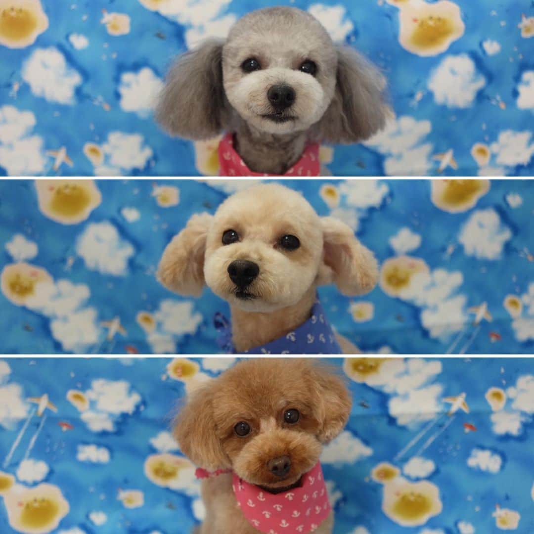 佐伯三貴のインスタグラム：「トリミング行ってきました😍❤  ️🐶🐶🐶  あぁー可愛すぎてヤバイ🥰」