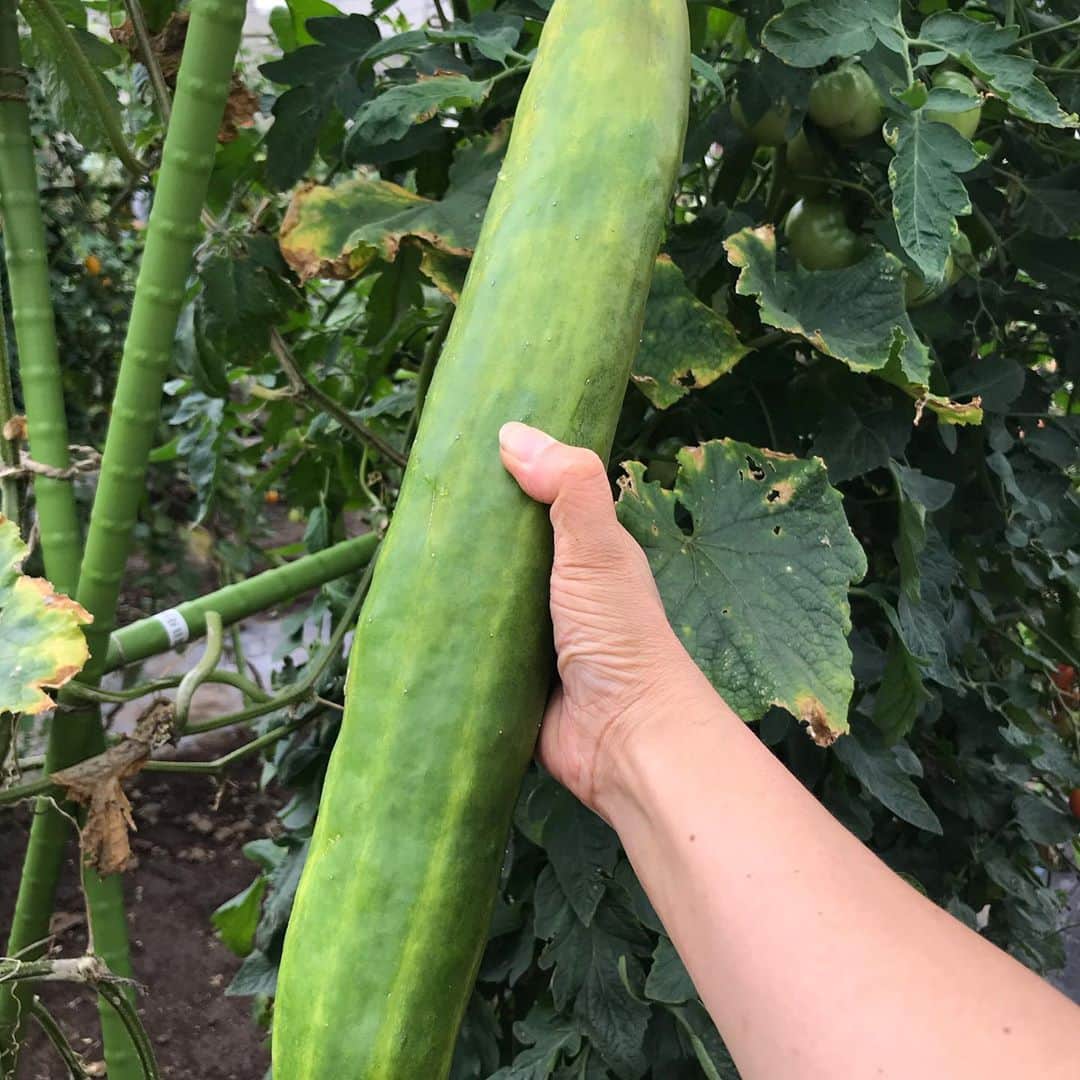 小谷あゆみのインスタグラム：「きゅうりじゃないよダンベルだよー！ そうだ！畑でストレッチーー‼️ Jasetame_farmなんと昨日の作業には、 元巨人軍・代走のスペシャリストでコーチの鈴木尚広さんが畑の力アスリート部長として参加されました！ さっそく　#畑でストレッチ ‼️ ソーシャルディスタンスを取りながら〜 とうもろこし収穫後に片付けた支柱を使って〜 #支柱ストレッチ❣️ ポールダンスのように支柱一本あるだけで楽しく盛り上がり 支柱の使い方広がりました‼️ さすがプロ野球選手は⚾️畑の支柱も様になります❣️ すてきな畑コンテンツが誕生しました❣️ ＃農は都市に何を提供できるか。そう考えたとき、答えは食料だけでなはないんですね。食を含めた「健やかさ」だろうと。 栄養やカロリーよりも、いま人々が欲しいのは心身の健康、ヘルシーですよね。 そういうコンテンツを都市から提供してみせるのが、体験農園の役割だと思います。（畑でストレッチは咄嗟の思いつきだけどね）。 でも、農園で元プロ野球選手に出会うって、間違いないおもしろイノベーションですから、そうなるともう～アスレチックしかないですよね。という話～～。 書を捨てよ、畑に出よう。 そこからイノベーションは始まるのだ。 畑のちから菜園部長＠ベジアナ #JA世田谷目黒 #せたがや体験農園 #玉堤体験農園 #体験農園 #農作業で健康に #農ライフは健康ライフ #都市農業」