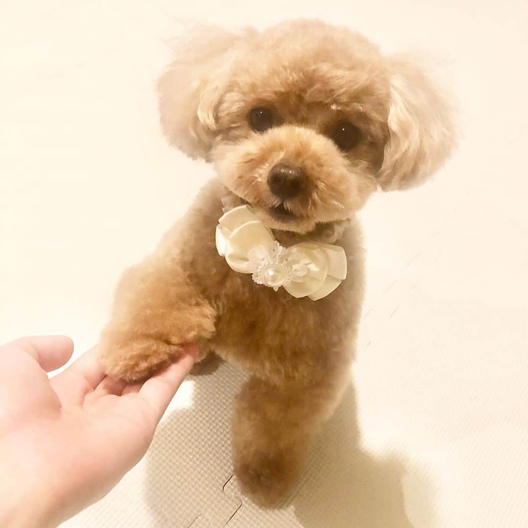 石井萌々果のインスタグラム：「もかちゃんトリミング🐶💕 可愛すぎるわあああああ」
