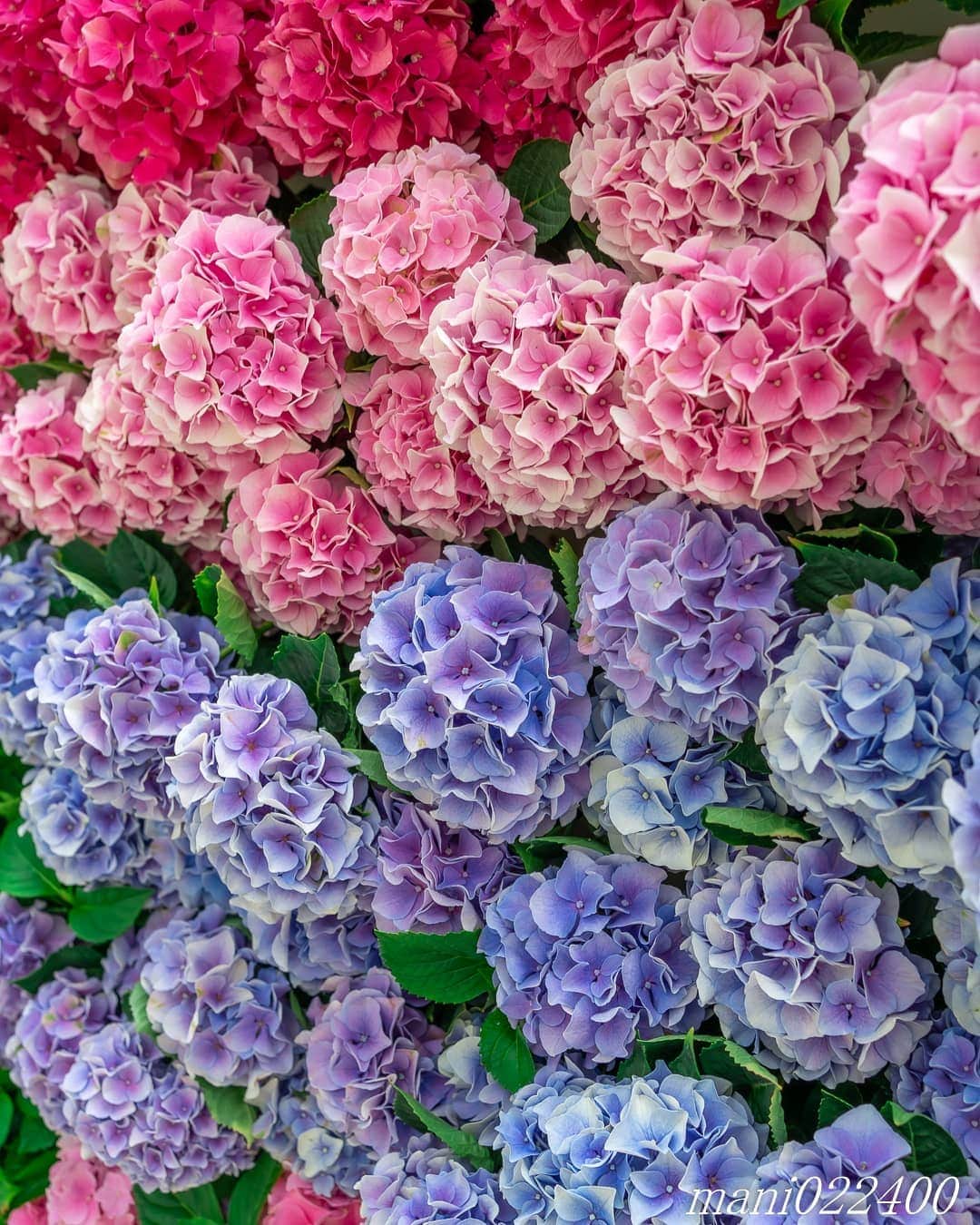 mani022400さんのインスタグラム写真 - (mani022400Instagram)「. 21 Jul. 2020 . . こんばんはー🌸🌺🌹✨ 先日のHANA・BIYORI 壁面に紫陽花が植えられてました。 1枚目は35ミリ、2枚目は135ミリです✨ . . . .  🌺🌺🌺🌷🌷🌷🌹🌹🌹🌸🌸🌸 ご訪問ありがとうございます🙇 . お花以外の写真は サブアカウントにポストしています。 良かったら、覗いてください🙇🙇 ⬇️⬇️⬇️ @mani0224000   . 🌺🌺🌺🌷🌷🌷🌹🌹🌹🌸🌸🌸 . . . . . 🔷🔷🔷🔷🔷🔷🔷🔷🔷 discoverwithalpha ﻿ japan_ilc﻿  a7rm3 ﻿ sel135f18gm  sel55f18z  #カメラ好きな人と繋がりたい  #flower  #花 #flowers   #写真好きな人と繋がりたい love_bestjapan  serahana #ファインダー越しの私の世界    #花のある暮らし  #bns_lite #eclecticshow #explore_floral . #9vaga9  9Vaga_Rose9  9vaga_3flowers9  #floristsandflowers #ip_for_blossoms_vip  #fabulous_shots ig_flowers #ponyfony_flowers #meiko_flora_member meiko_roses  #myheartinshots #la_flowers #rainbow_petals #top_favourite_flowers  #quintaflower #inspiring_shot #phx_flowers dreaming_in_macro flower_special_legend  #nature_special_legend  #ind_flowers #tv_flowers　　 #best_mmf_vipday  #best_beauty_flora_  9vaga_flowersart9 #ptk_flowers #fleur_noblesse_m  .」7月22日 19時10分 - mani022400