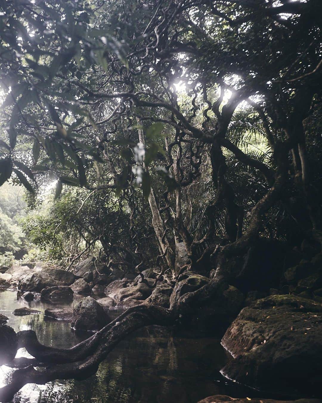 柏倉陽介さんのインスタグラム写真 - (柏倉陽介Instagram)「無題 ☆ ☆ ☆ #写真 #カメラ #earthfocus #nature #landscape #outdoor #instagramjapan #ifyouleave #reco_ig #西表島」7月22日 19時10分 - yosuke_kashiwakura