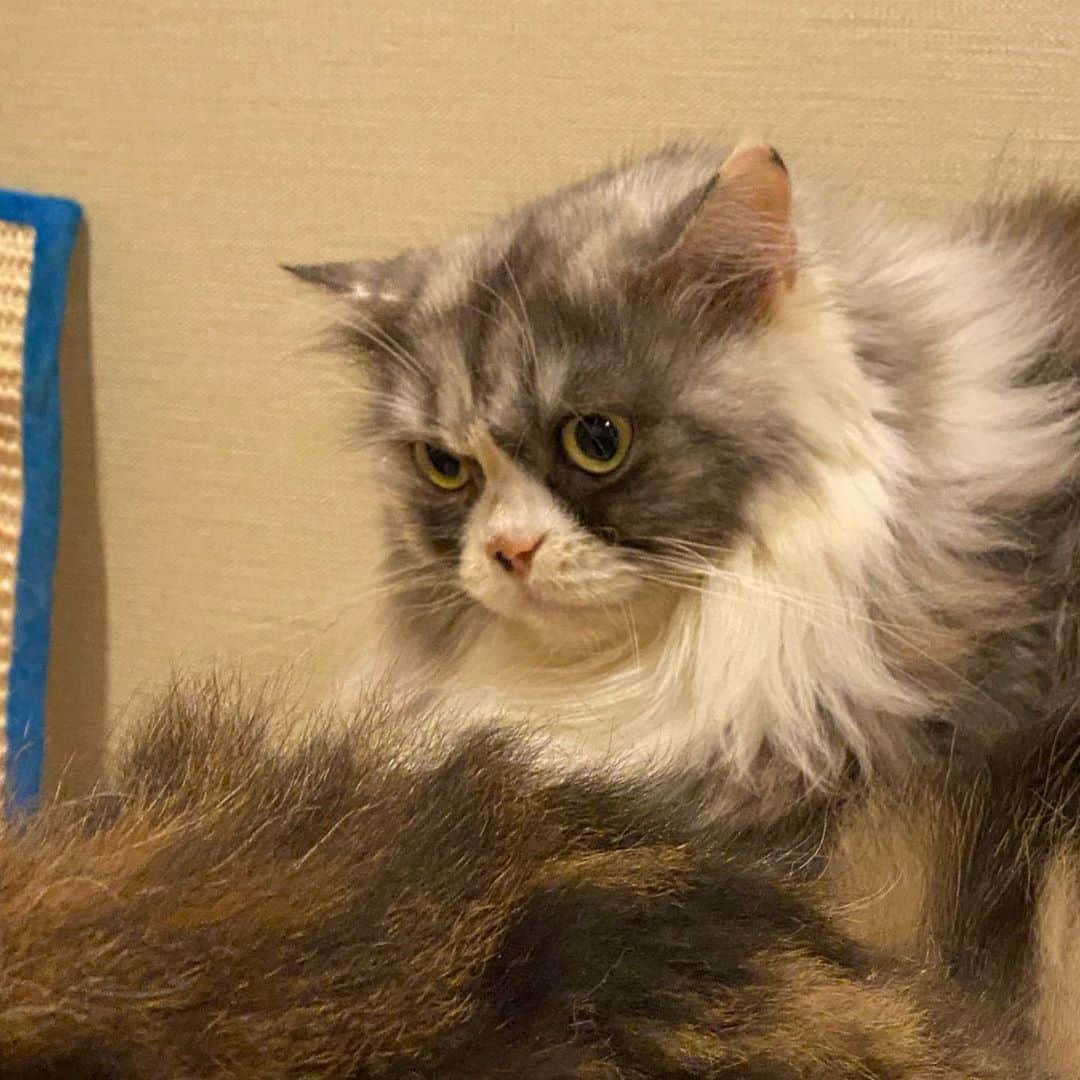 のインスタグラム：「Don’t call me fat. I’m just fluffy. 😡 #เรียกชั้นว่าไรนะ #เรียกใหม่ซิ #โกดแง้วนะ」