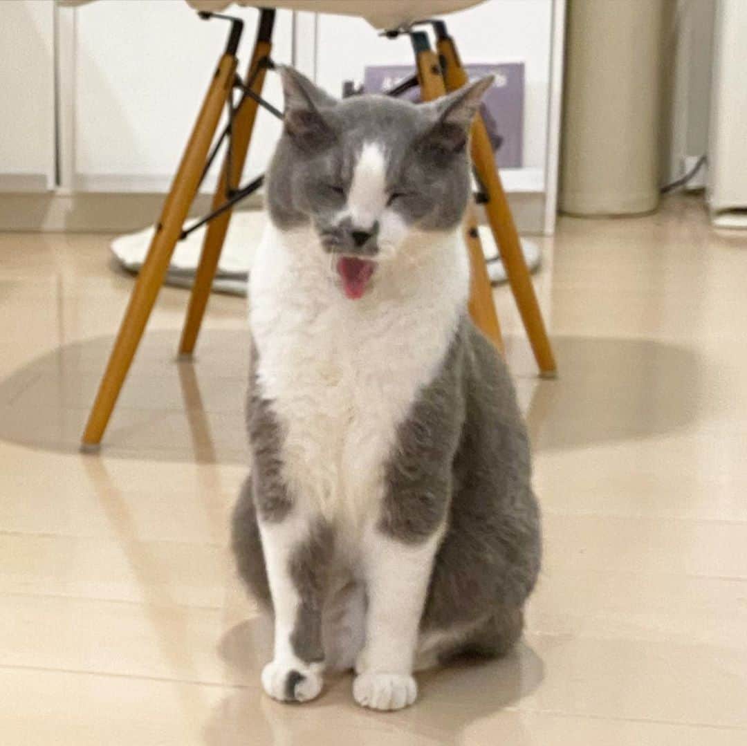くまお父のインスタグラム：「父、明日から4連休。 #って言ったらこの表情 #父がいます #ilovecats」