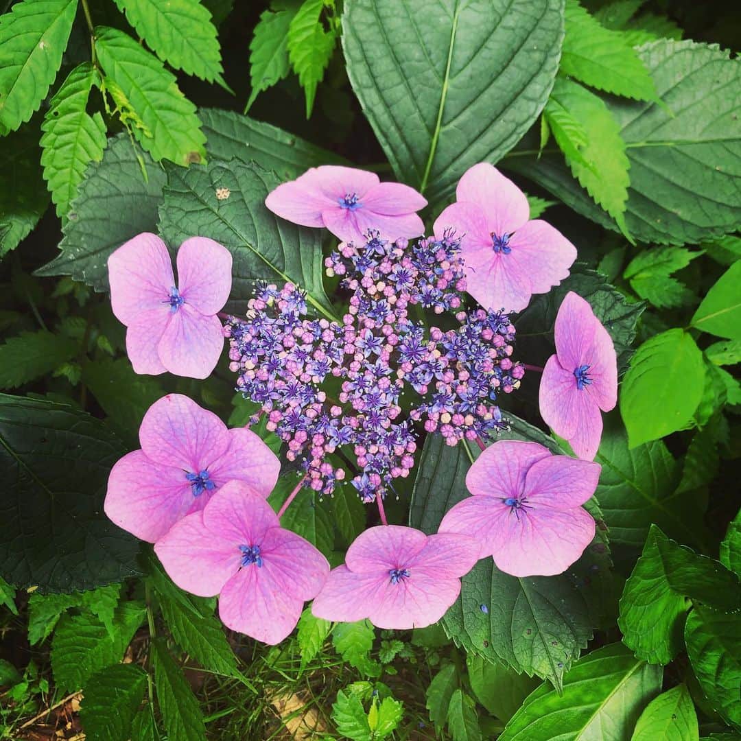 RUUNAさんのインスタグラム写真 - (RUUNAInstagram)「. . もうそろそろ 見納めの紫陽花☂️ . . #kolme #flower #rain #season #july #japan #紫陽花 #見納め #梅雨」7月22日 20時15分 - ruuna_kolme