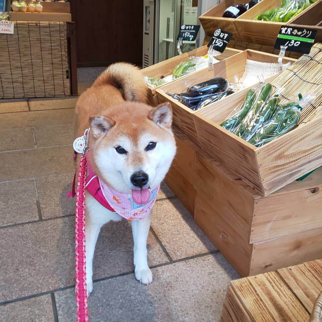 ハナとソラさんのインスタグラム写真 - (ハナとソラInstagram)「* 今日のお散歩  通りがかった八百屋さんの 優しいお兄さんに声をかけてもらったら、 どうしても お店に入る！ と言って聞かないこよさん  「入っても大丈夫ですよ😄」 って言っていただいて お店のなかをウロウロ  ワンちゃん連れてお買い物に来られる方もいらっしゃるそうなので、 誰のニオイか、確認したかったのかな  いろんなお野菜が並んでたのに、今日はお財布持ってなくて残念😣💦⤵️ 次回はお財布持って行きまーす😀 * #柴犬こよみ #イヤイヤさん #京野菜 #八百屋さん #御室のよしむら #柴犬 #しばすたぐらむ #ここ柴部 #こよみの京都はんなり散歩」7月22日 20時39分 - nsdikm_hanasora