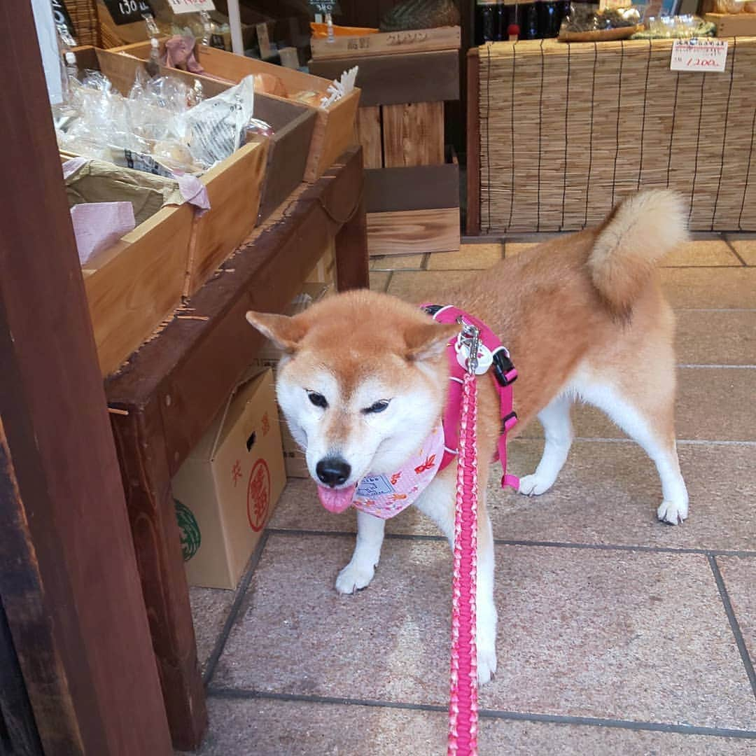 ハナとソラさんのインスタグラム写真 - (ハナとソラInstagram)「* 今日のお散歩  通りがかった八百屋さんの 優しいお兄さんに声をかけてもらったら、 どうしても お店に入る！ と言って聞かないこよさん  「入っても大丈夫ですよ😄」 って言っていただいて お店のなかをウロウロ  ワンちゃん連れてお買い物に来られる方もいらっしゃるそうなので、 誰のニオイか、確認したかったのかな  いろんなお野菜が並んでたのに、今日はお財布持ってなくて残念😣💦⤵️ 次回はお財布持って行きまーす😀 * #柴犬こよみ #イヤイヤさん #京野菜 #八百屋さん #御室のよしむら #柴犬 #しばすたぐらむ #ここ柴部 #こよみの京都はんなり散歩」7月22日 20時39分 - nsdikm_hanasora