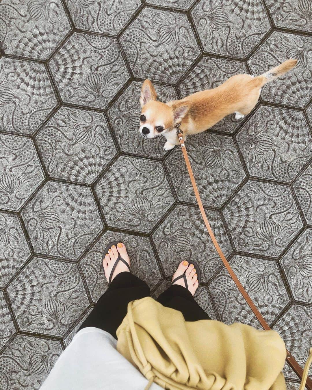 のインスタグラム：「和な地面がかわいかったの。⛩  #地面インスタ #足元ばっかやん　笑 #犬と地面と足 #特に自信はありません」