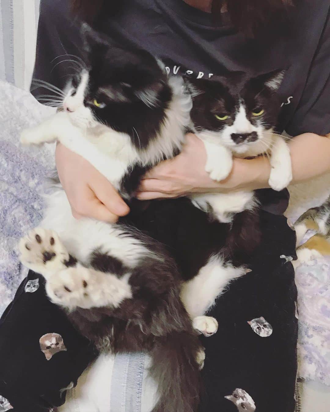 もじゃころのインスタグラム：「今日の #バングシー 🐶🐱 ばんどぅ発射の瞬間です😂 ジェットコースター乗車中みたいに必死に安全バー💪？につかまるペッペがかわいすぎる🥺🥺🥺💕 もう2人同時に膝は無理ですね…😅  #あいちゃんの膝の上  #水曜日の悪夢  #チョッチュ具志コロペッペ  #坂東玉隠しシャシャ丸」