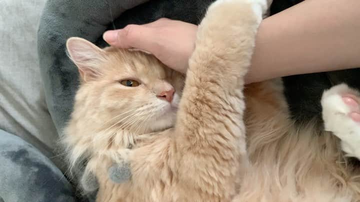 nocoaのインスタグラム：「． 最高です🤤 ． #ミロの成長記録  #nocoa動画#catvideo#猫動画」