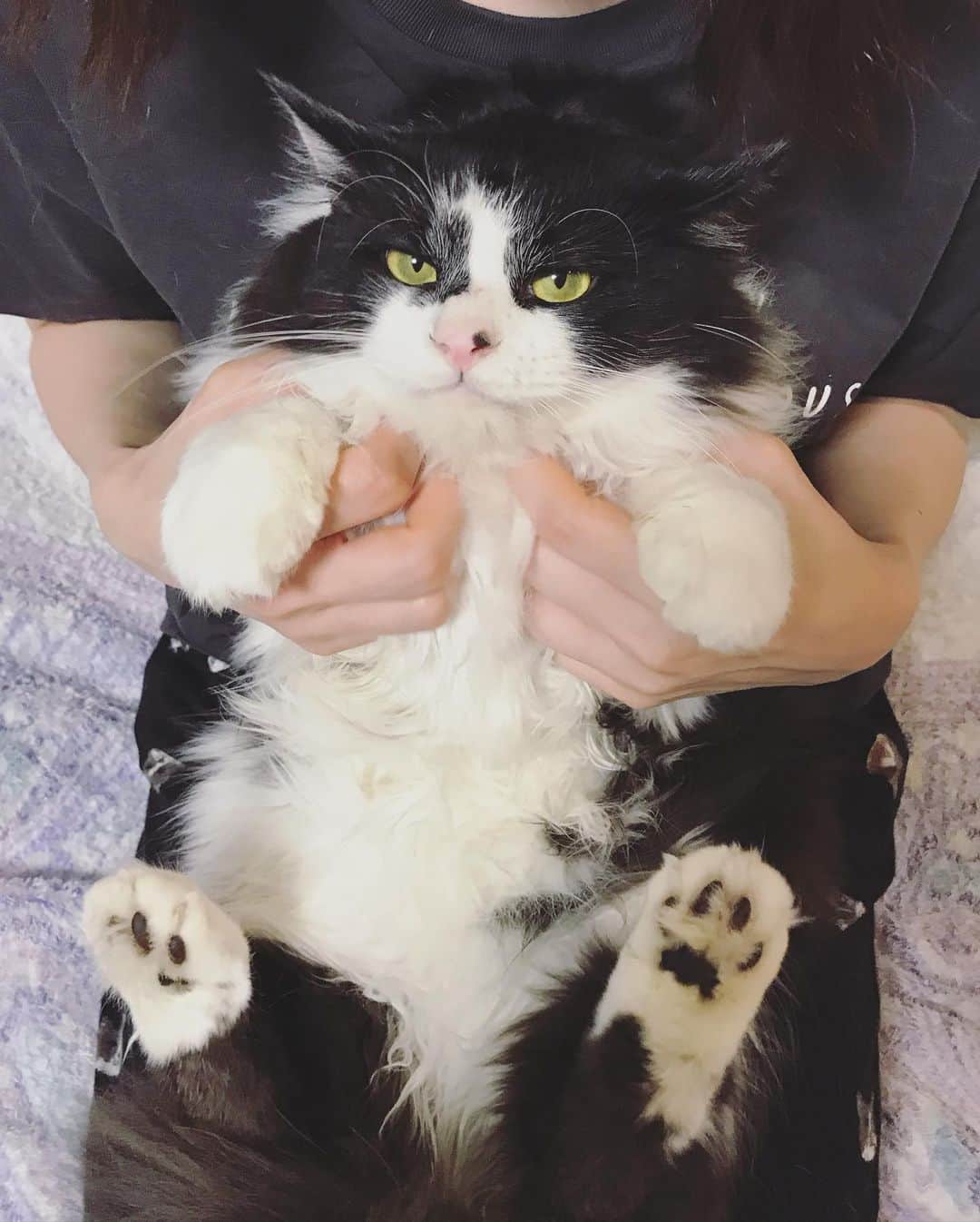 もじゃころのインスタグラム：「ばんどぅくんかわいすぎる…🥺🥺🥺🥺🥺 また大きくなった気が…😨明日体重測ってみよ！がんばれスダチャレンジ！  #あいちゃんの膝の上  #水曜日の悪夢  #坂東玉隠しシャシャ丸  #チョッチュ具志コロペッペ」