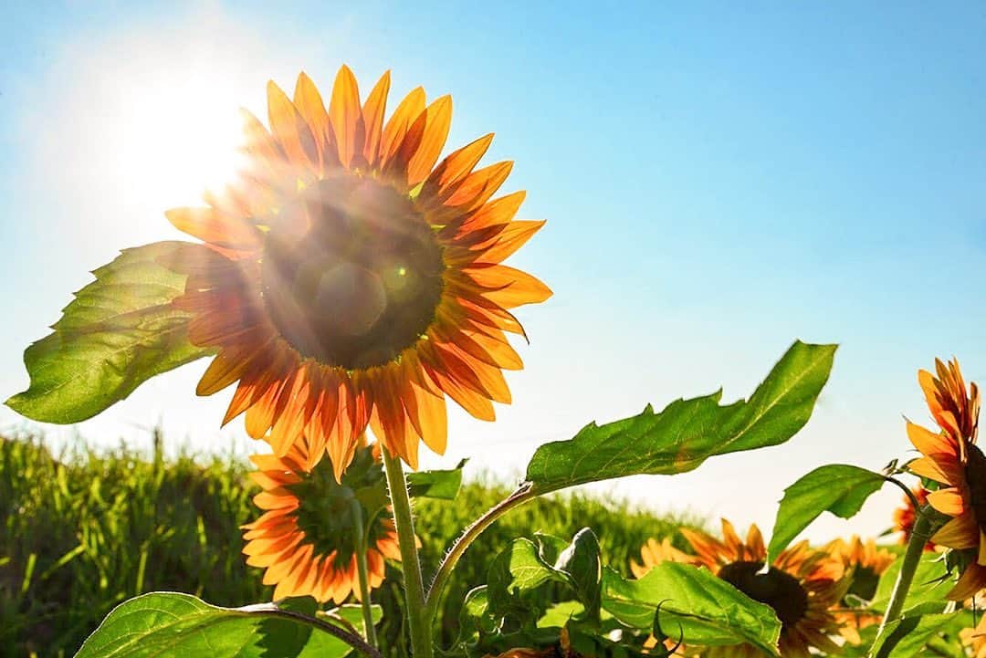 のインスタグラム：「もう直ぐ夏だぜ🔥﻿ ﻿ 夏までになんとか鳥取行きたい。﻿ ﻿ #SUNFLOWER #SUMMER # #contrast #sunshine #daisen #tottori #landscape #naturelover #photographer #nikond850 #向日葵 #日光 #新緑 #夏休み #大山町 #鳥取 #東京カメラ部 #撮影 #フォトグラファー #写真家 #風景写真 #陰影 #コントラスト #新型コロナ #油断大敵 #田舎へ行くのはもう少し我慢」